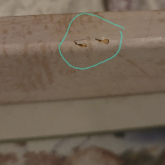 Framed Geranium/Fern Plant Print - Picture 2 of 3